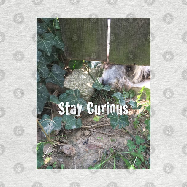 Stay Curious by seacucumber